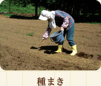 種まき