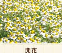 開花