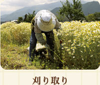 刈り取り