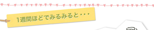 1週間ほどでみるみると・・・