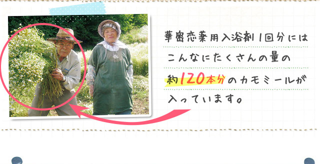 華密恋薬用入浴剤1回分にはこんなにたくさんの量の約１２０本分のカモミールが入っています。