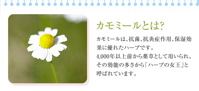 カモミールとは？
