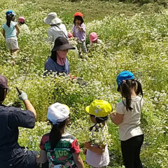 大垣市　カミツレまつり