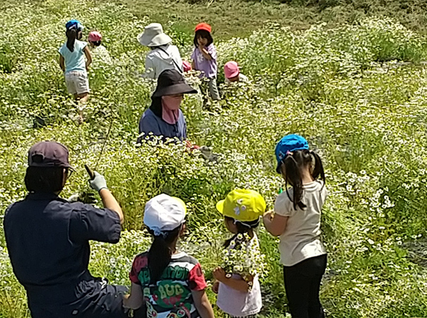 大垣市　カミツレまつり